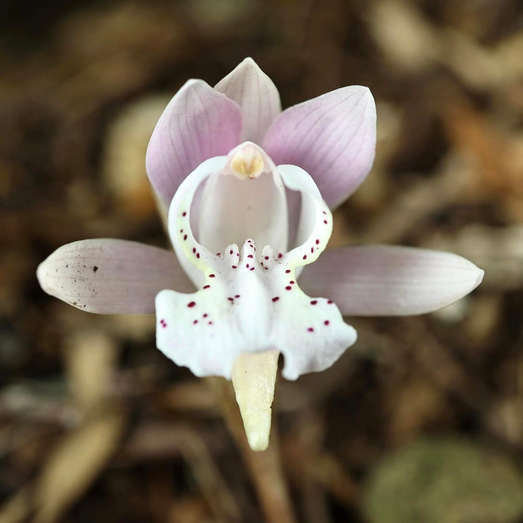 Changnienia amoena is the only species in the monotypic genus Changnienia, belonging to the orchid family Orchidaceae, subtribe Calypsoinae. Described in 1935, it is a terrestrial orchid that grows on the ground rather than epiphytically and possesses pseudobulbs—swollen underground or at-ground storage organs. Each plant typically bears a single, solitary leaf and produces one fairly large flower, about 6.5 cm across, with a purplish-pink or pinkish coloration.