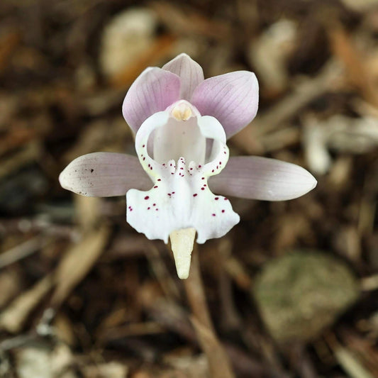 Changnienia amoena is the only species in the monotypic genus Changnienia, belonging to the orchid family Orchidaceae, subtribe Calypsoinae. Described in 1935, it is a terrestrial orchid that grows on the ground rather than epiphytically and possesses pseudobulbs—swollen underground or at-ground storage organs. Each plant typically bears a single, solitary leaf and produces one fairly large flower, about 6.5 cm across, with a purplish-pink or pinkish coloration.