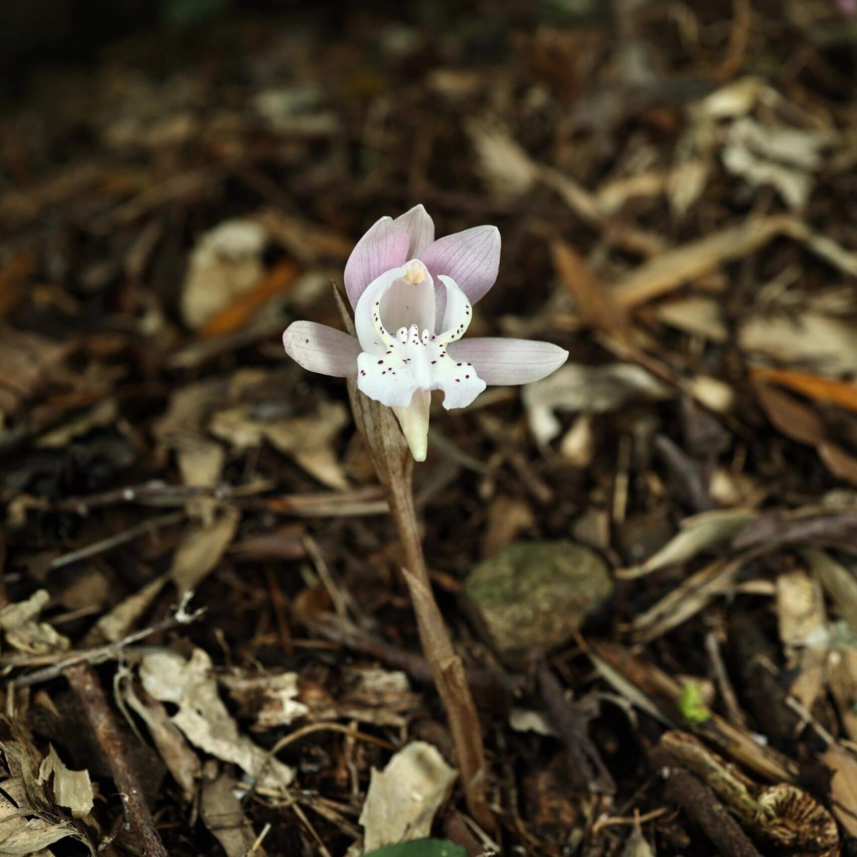 Changnienia amoena is the only species in the monotypic genus Changnienia, belonging to the orchid family Orchidaceae, subtribe Calypsoinae. Described in 1935, it is a terrestrial orchid that grows on the ground rather than epiphytically and possesses pseudobulbs—swollen underground or at-ground storage organs. Each plant typically bears a single, solitary leaf and produces one fairly large flower, about 6.5 cm across, with a purplish-pink or pinkish coloration.