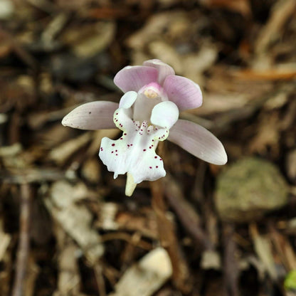 Changnienia amoena is the only species in the monotypic genus Changnienia, belonging to the orchid family Orchidaceae, subtribe Calypsoinae. Described in 1935, it is a terrestrial orchid that grows on the ground rather than epiphytically and possesses pseudobulbs—swollen underground or at-ground storage organs. Each plant typically bears a single, solitary leaf and produces one fairly large flower, about 6.5 cm across, with a purplish-pink or pinkish coloration.