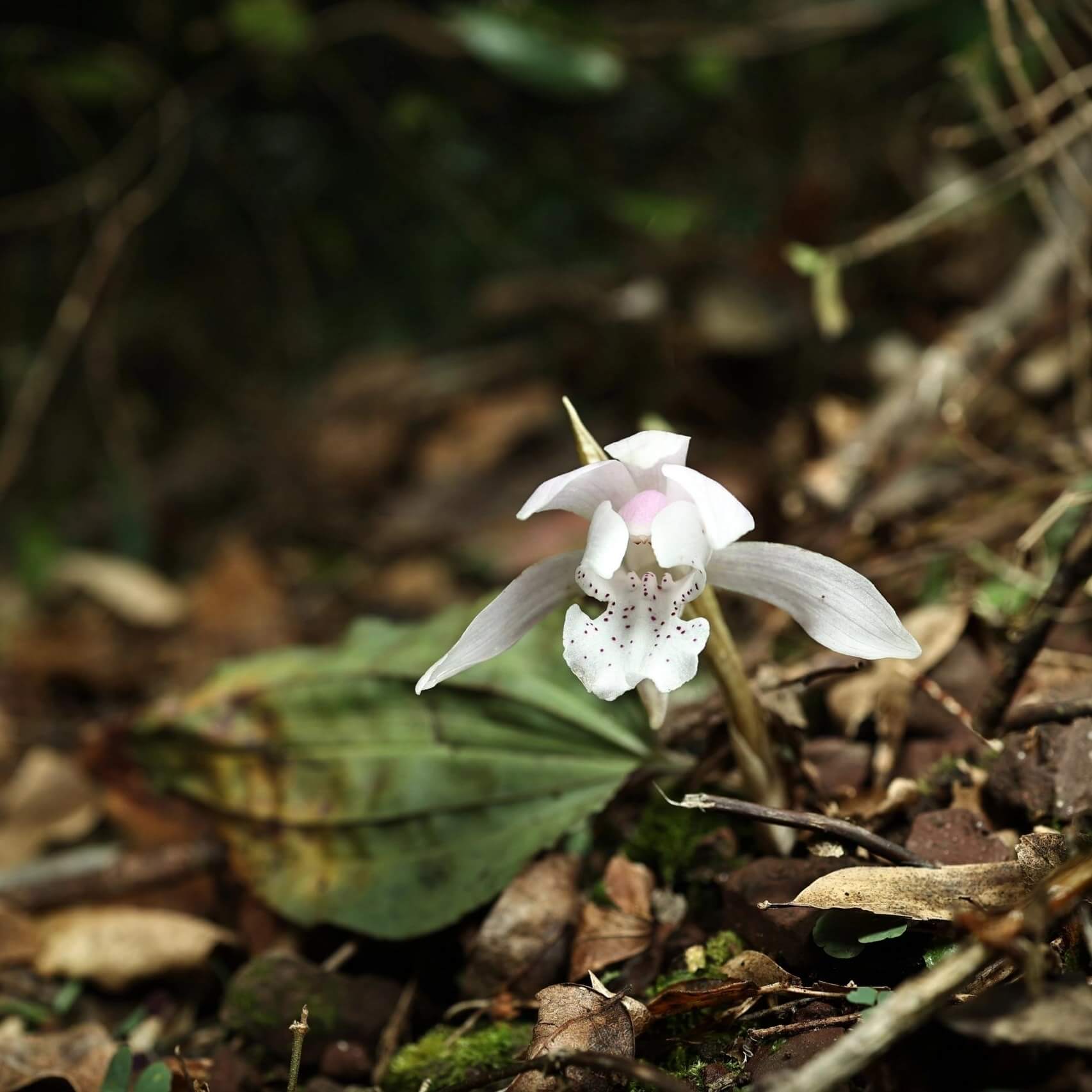 Changnienia amoena is the only species in the monotypic genus Changnienia, belonging to the orchid family Orchidaceae, subtribe Calypsoinae. Described in 1935, it is a terrestrial orchid that grows on the ground rather than epiphytically and possesses pseudobulbs—swollen underground or at-ground storage organs. Each plant typically bears a single, solitary leaf and produces one fairly large flower, about 6.5 cm across, with a purplish-pink or pinkish coloration.