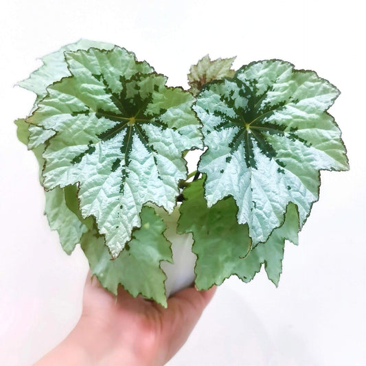 Begonia Holiday Snowflake is a beautiful and unique variety of begonia, known for its striking, snowflake-like pattern on its leaves. This evergreen plant features silvery-white leaves with deep green centers and delicate white edges, creating a frost-like effect that adds charm to any indoor space. With its festive appearance, Begonia Holiday Snowflake is perfect for brightening up your home during the holiday season and beyond.