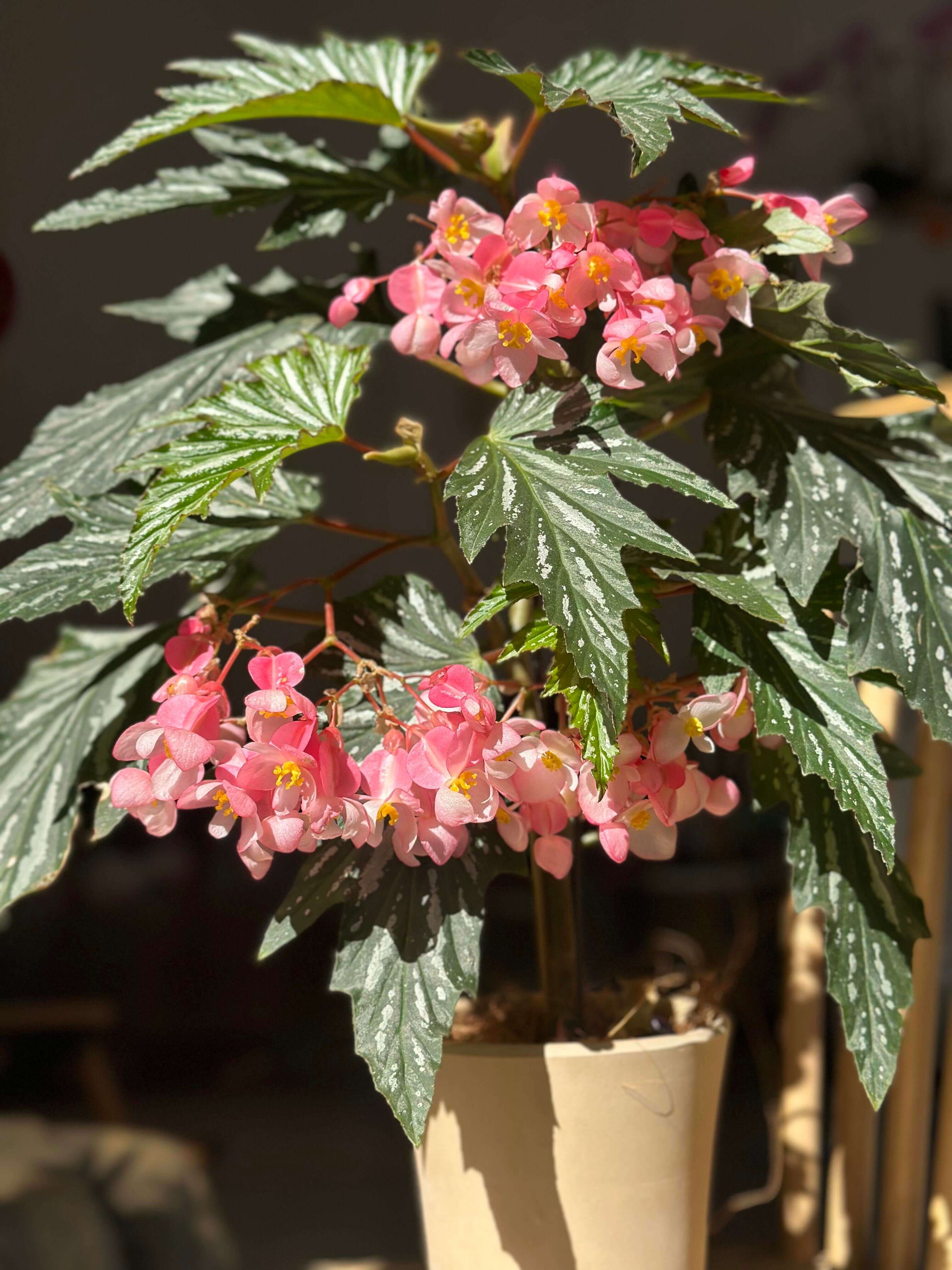 Begonia ‘Sophie Cecile’ (also known as ‘Sophia’ in some contexts) is a striking cane-stem or “angel wing” begonia cultivar first created by hybridizer Belva Nelson Kusler in 1961, via a cross between Begonia ‘Lenore Olivier’ and Begonia aconitifolia.