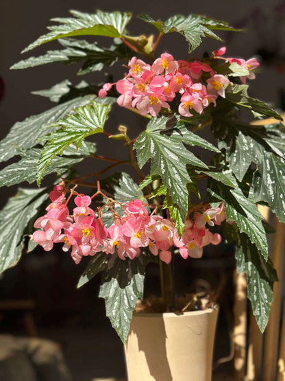 Begonia ‘Sophie Cecile’ (also known as ‘Sophia’ in some contexts) is a striking cane-stem or “angel wing” begonia cultivar first created by hybridizer Belva Nelson Kusler in 1961, via a cross between Begonia ‘Lenore Olivier’ and Begonia aconitifolia.