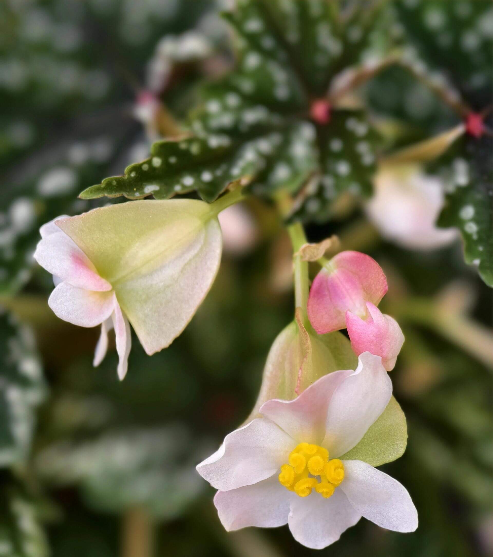 Begonia 'Izumo no Kiraboshi' is a hybrid begonia cultivar from Japan, characterized by dark green leaves dotted with white spots. The leaves are small and pointed, with slightly serrated, cut-like edges, and their undersides show a vibrant purple-red hue.