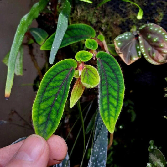 Sonerila sp. Tepuai is a stunning species native to West Kalimantan, Indonesia. This miniature plant features vibrant green leaves with intricate red and black veins that create a beautiful net-like pattern on the surface. The leaves are also covered in soft, pinkish-purple fuzz, adding to its unique appearance.