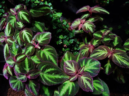 Sonerila aff. pulchella is a rare and captivating plant native to Malaysia, belonging to the Melastomataceae family. The leaves of Sonerila aff. pulchella are primarily a rich green, with the central veins or midrib showing lighter green hues. The edges of the leaves are adorned with soft pink fuzz, which adds a delicate touch and enhances the plant's overall aesthetic. The combination of deep green, light central tones, and pink fuzzy edges gives this plant a striking, multi-dimensional appearance.
