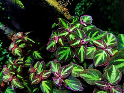 Sonerila aff. pulchella is a rare and captivating plant native to Malaysia, belonging to the Melastomataceae family. The leaves of Sonerila aff. pulchella are primarily a rich green, with the central veins or midrib showing lighter green hues. The edges of the leaves are adorned with soft pink fuzz, which adds a delicate touch and enhances the plant's overall aesthetic. The combination of deep green, light central tones, and pink fuzzy edges gives this plant a striking, multi-dimensional appearance.