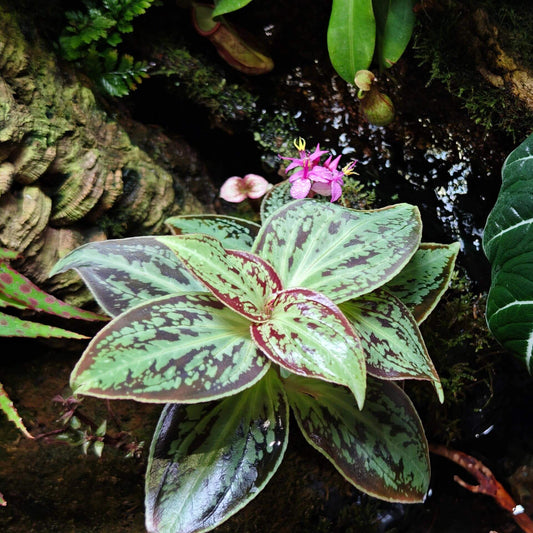 Sonerila dongii is a rare and beautiful plant native to Vietnam, belonging to the Melastomataceae family. It was once mistakenly identified as Sonerila cantonensis but was officially recognized as a separate species in 2024.