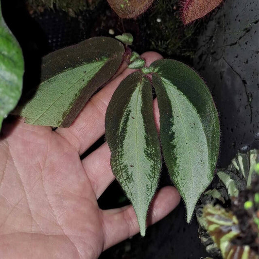 Sonerila sp. Bicolor Sumatra, native to Sumatra, features stunning, elongated, lobe-shaped leaves with a striking bicolor pattern. The leaves are deep green along the edges, gradually transitioning into a lighter green toward the center, creating a beautiful contrast. This slow-growing plant reaches up to 6 inches in leaf length and exhibits an elegant, cascading appearance when mounted, with the leaves gently hanging down.