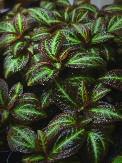 Sonerila sp. Brown Leaf Green Stripe features stunning lobe-shaped leaves that are deep brown with striking green stripes running from the base to the tip. The leaves are beautifully textured, with fine details that create a vibrant contrast between the rich brown edges and the bright green veins. This slow-growing plant adds a touch of elegance to any space, especially when displayed in a mounted or terrarium setup, where its unique leaf pattern can truly shine.