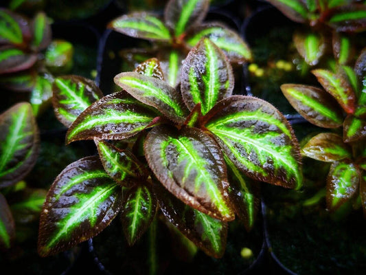 Sonerila sp. Brown Leaf Green Stripe features stunning lobe-shaped leaves that are deep brown with striking green stripes running from the base to the tip. The leaves are beautifully textured, with fine details that create a vibrant contrast between the rich brown edges and the bright green veins. This slow-growing plant adds a touch of elegance to any space, especially when displayed in a mounted or terrarium setup, where its unique leaf pattern can truly shine.