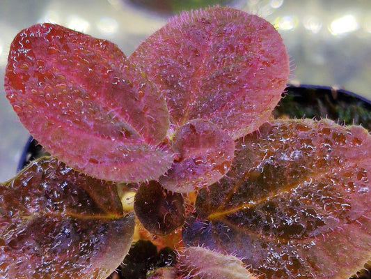 Sonerila sp. Brown Leaf Pink Fuzz Kalimantan is native to Borneo. The plant features predominantly brown leaves, which take on a pinkish hue in certain environments. The surface of the leaves is covered with fine, pink fuzz, adding a soft texture and unique appeal. While not exactly a "lobe" Sonerila, it belongs to a similar clade, making it a slow-growing species.
