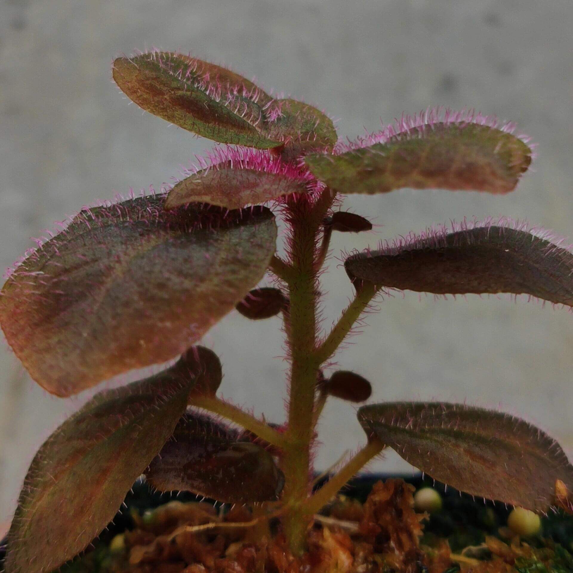 Sonerila sp. Brown Leaf Pink Fuzz Kalimantan is native to Borneo. The plant features predominantly brown leaves, which take on a pinkish hue in certain environments. The surface of the leaves is covered with fine, pink fuzz, adding a soft texture and unique appeal. While not exactly a "lobe" Sonerila, it belongs to a similar clade, making it a slow-growing species.