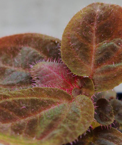 Sonerila sp. Brown Leaf Pink Fuzz Kalimantan is native to Borneo. The plant features predominantly brown leaves, which take on a pinkish hue in certain environments. The surface of the leaves is covered with fine, pink fuzz, adding a soft texture and unique appeal. While not exactly a "lobe" Sonerila, it belongs to a similar clade, making it a slow-growing species.