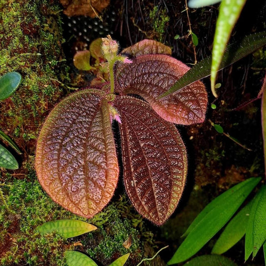 Sonerila sp. Brown Lobe features stunning, lobe-shaped leaves that are deep brown with a rich, textured surface. The leaves have a soft, velvet-like feel, highlighted by intricate patterns that add to their visual appeal. This slow-growing species looks breathtaking when mounted, with its leaves gracefully cascading down, creating a beautiful, layered display.