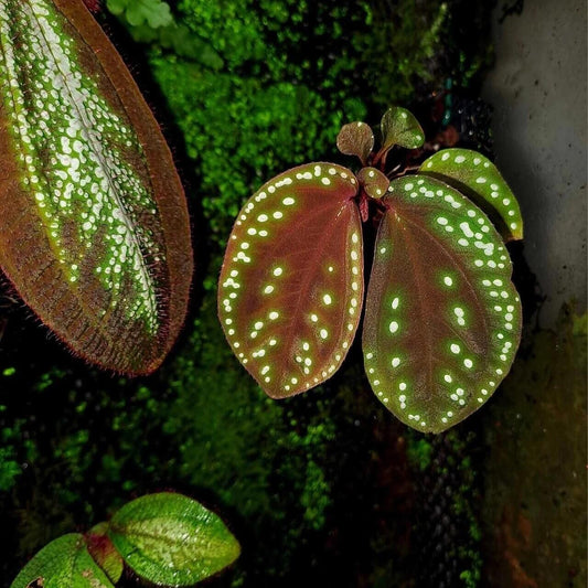 Sonerila sp. Galaxy, native to Borneo, features stunning lobe-shaped leaves. The leaves are dark, ranging from black to brown, with white spots scattered across the surface. These spots are larger than those on Sonerila sp. Green Galaxy, though they are less numerous and not as densely packed. This slow-growing plant reaches up to 6 inches in leaf length and looks breathtaking when mounted, with its leaves gracefully hanging down.