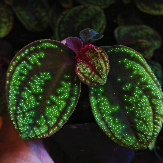 Sonerila sp. Green Galaxy, native to Borneo, features beautiful lobe-shaped leaves and blooms more frequently than other lobe species. It has slow growth, with leaves reaching over 6 inches in length. This plant looks stunning when mounted, with its leaves hanging down, and it also grows exceptionally well as a foreground plant.
