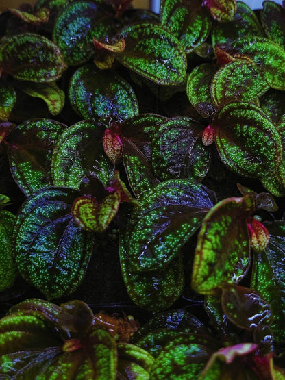 Sonerila sp. Green Galaxy, native to Borneo, features beautiful lobe-shaped leaves and blooms more frequently than other lobe species. It has slow growth, with leaves reaching over 6 inches in length. This plant looks stunning when mounted, with its leaves hanging down, and it also grows exceptionally well as a foreground plant.