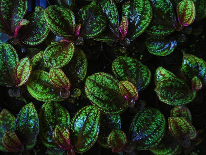 Sonerila sp. Green Galaxy, native to Borneo, features beautiful lobe-shaped leaves and blooms more frequently than other lobe species. It has slow growth, with leaves reaching over 6 inches in length. This plant looks stunning when mounted, with its leaves hanging down, and it also grows exceptionally well as a foreground plant.