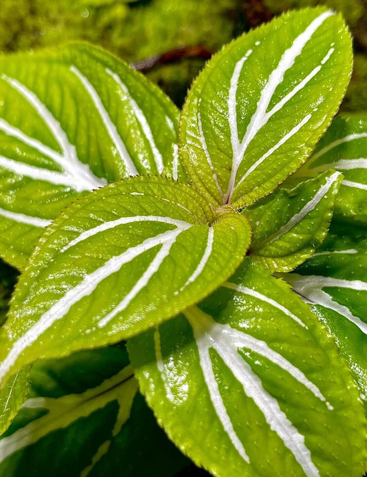 Sonerila sp. Green Leaf White Veins features vibrant green leaves with striking white veins that radiate from the center, creating a beautiful branching network. The white veins contrast beautifully with the lush green foliage, giving the plant a dynamic and intricate appearance. This unique leaf pattern adds a touch of elegance and visual interest, making it a captivating addition to any collection.