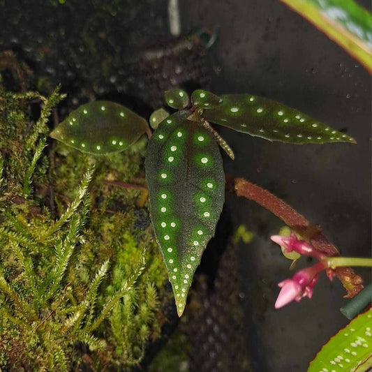 Sonerila sp. Starry Galaxy Kalimantan, native to Kalimantan, features stunning, elongated, lobe-shaped leaves adorned with striking white spots that resemble a starry sky. The deep green leaves create a beautiful contrast with the bright white spots, giving it a celestial appearance. These spots are scattered across the surface in a pattern that mimics constellations, adding a mesmerizing effect.