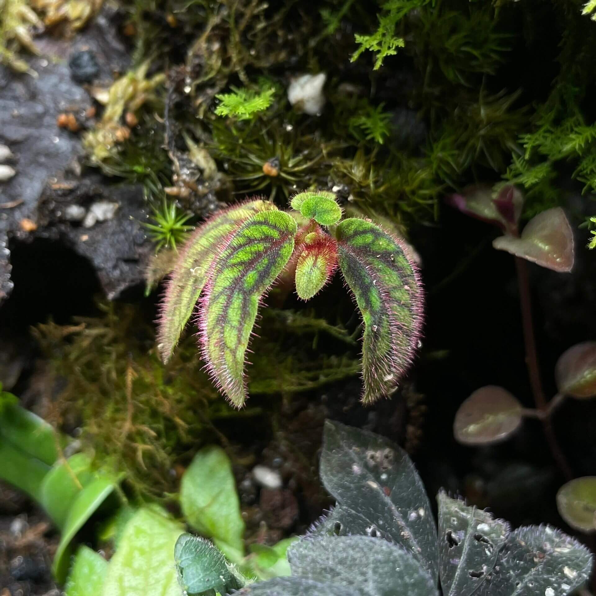 Sonerila sp. Tepuai is a stunning species native to West Kalimantan, Indonesia. This miniature plant features vibrant green leaves with intricate red and black veins that create a beautiful net-like pattern on the surface. The leaves are also covered in soft, pinkish-purple fuzz, adding to its unique appearance.