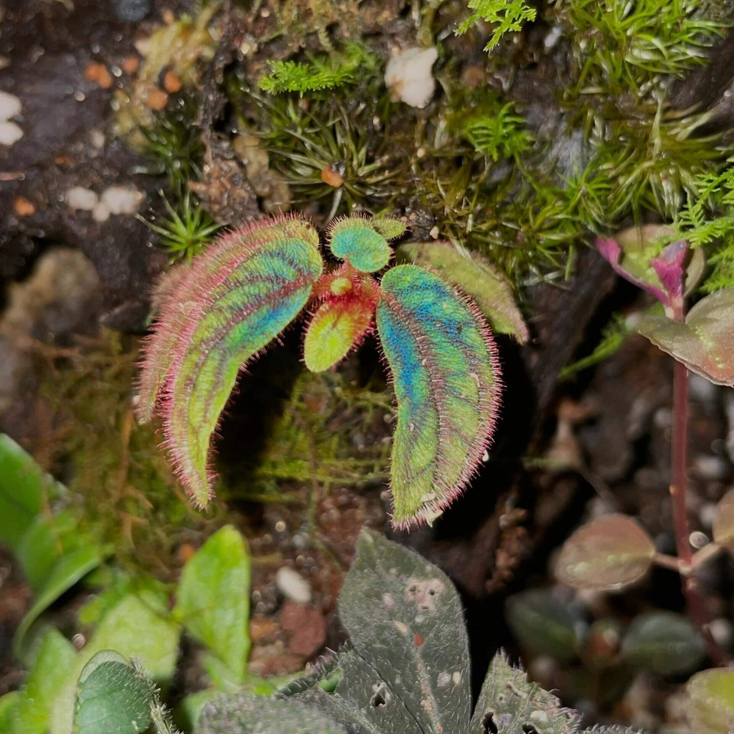 Sonerila sp. Tepuai is a stunning species native to West Kalimantan, Indonesia. This miniature plant features vibrant green leaves with intricate red and black veins that create a beautiful net-like pattern on the surface. The leaves are also covered in soft, pinkish-purple fuzz, adding to its unique appearance.