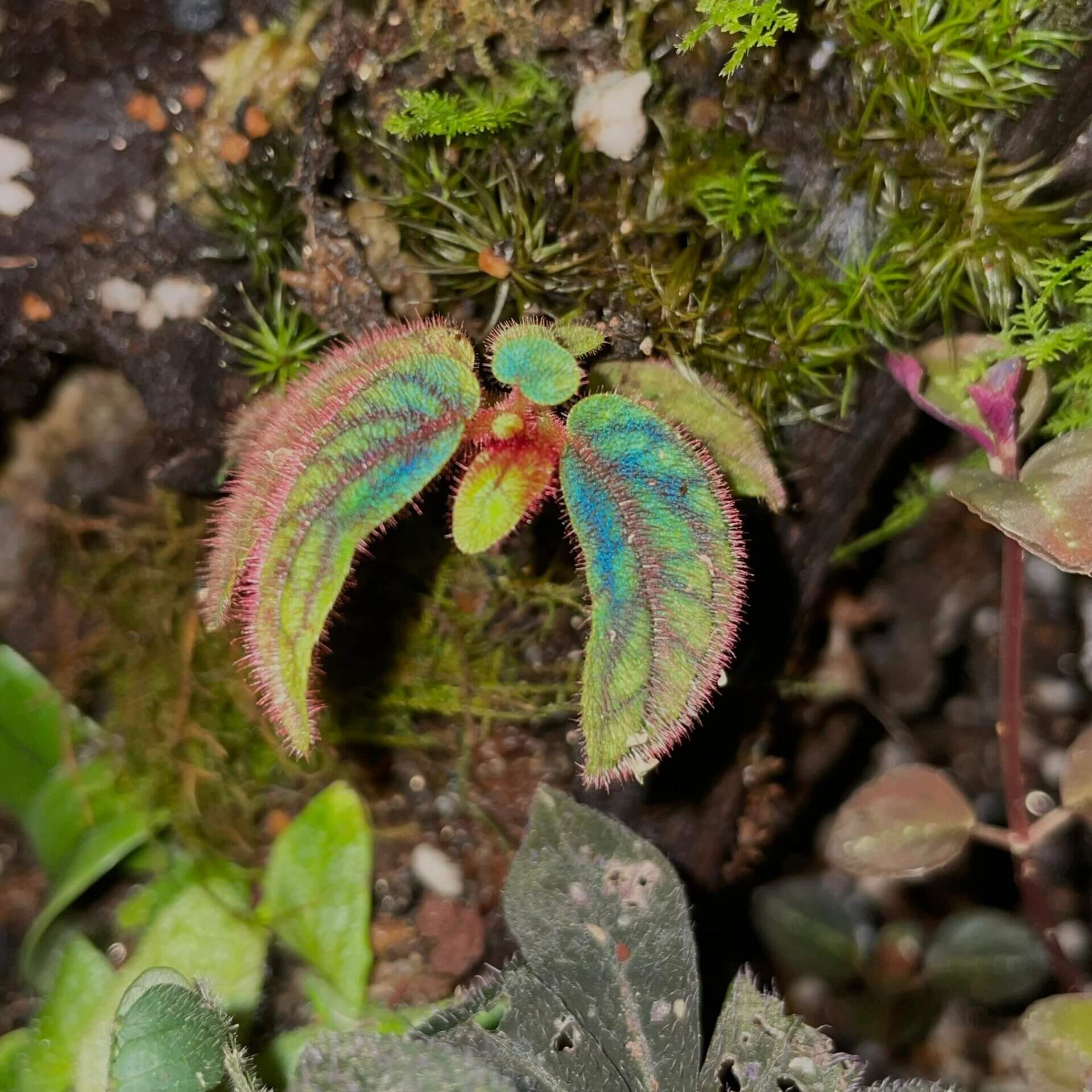Sonerila sp. Tepuai is a stunning species native to West Kalimantan, Indonesia. This miniature plant features vibrant green leaves with intricate red and black veins that create a beautiful net-like pattern on the surface. The leaves are also covered in soft, pinkish-purple fuzz, adding to its unique appearance.