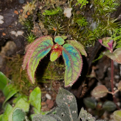 Sonerila sp. Tepuai is a stunning species native to West Kalimantan, Indonesia. This miniature plant features vibrant green leaves with intricate red and black veins that create a beautiful net-like pattern on the surface. The leaves are also covered in soft, pinkish-purple fuzz, adding to its unique appearance.