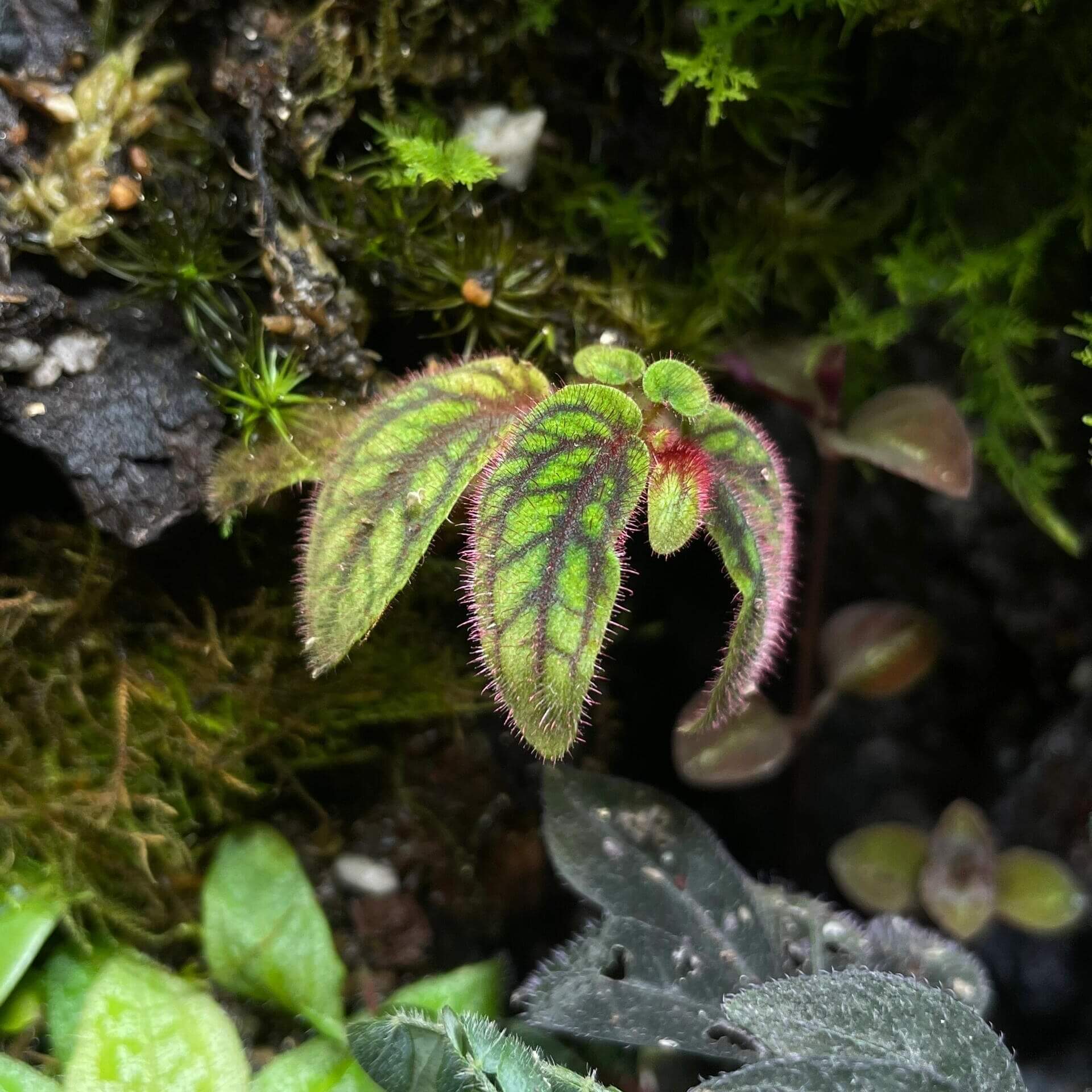Sonerila sp. Tepuai is a stunning species native to West Kalimantan, Indonesia. This miniature plant features vibrant green leaves with intricate red and black veins that create a beautiful net-like pattern on the surface. The leaves are also covered in soft, pinkish-purple fuzz, adding to its unique appearance.