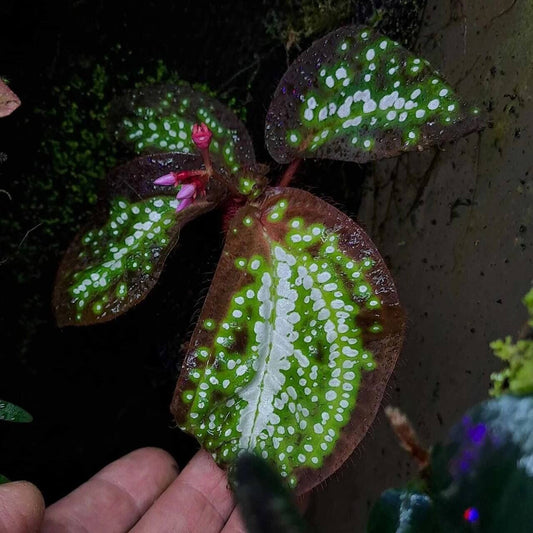 Sonerila sp. White Galaxy, native to Kalimantan, showcases striking, lobe-shaped leaves that are both captivating and unique. The leaves are a rich mix of deep green and vibrant white spots that resemble a galaxy pattern, adding a cosmic feel to its appearance. This slow-growing plant is particularly breathtaking when mounted, with its leaves gracefully cascading down in a beautiful display.