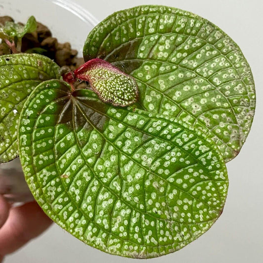 Sonerila sp. White Spots Kalimantan, native to Kalimantan, features striking, lobe-shaped green leaves adorned with delicate white spots that create a beautiful, textured surface. This slow-growing plant is particularly breathtaking when mounted, with its leaves gracefully hanging down, adding an elegant touch to any setup. Its unique leaf pattern and striking appearance make it an ideal foreground plant, thriving in high-humidity environments.
