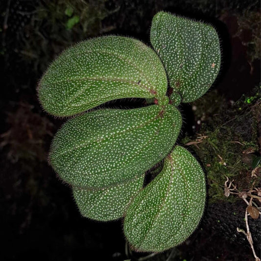 Sonerila sp. White Spots Velvet Leaves, features stunning, lobe-shaped leaves with a beautiful green base adorned with fine white spots. The surface of the leaves is covered in soft, velvet-like fuzz, giving them a delicate, tactile texture. This slow-growing species looks breathtaking when mounted, as its leaves gracefully hang down, creating an elegant, cascading display.