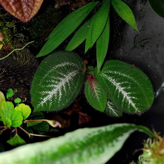 Sonerila sp. White Veins Lobe features striking, lobe-shaped leaves with a deep green base, adorned with distinctive white veins that create a dramatic contrast. The surface of the leaves is gently covered in soft, fine hairs, adding a delicate texture to their appearance. This slow-growing species looks truly breathtaking when mounted, as its leaves cascade elegantly, showcasing both the white veining and the soft fuzz along the edges.