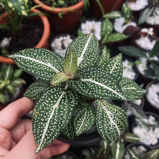 Sonerila sp. "White Veins and Spots" is a stunning species native to Malaysia, known for its striking appearance. The plant features abundant white spots scattered across its green leaves, with a prominent white streak running along the midvein. This unique plant requires high humidity to thrive, making it perfect for terrarium cultivation. If you're looking for a beautiful, low-maintenance plant to add to your collection, Sonerila sp. "White Veins and Spots" is a must-have.
