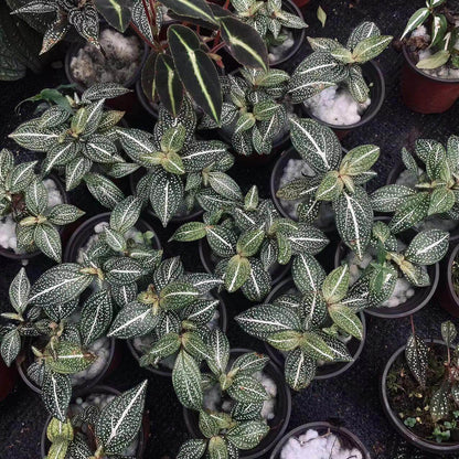 Sonerila sp. "White Veins and Spots" is a stunning species native to Malaysia, known for its striking appearance. The plant features abundant white spots scattered across its green leaves, with a prominent white streak running along the midvein. This unique plant requires high humidity to thrive, making it perfect for terrarium cultivation. If you're looking for a beautiful, low-maintenance plant to add to your collection, Sonerila sp. "White Veins and Spots" is a must-have.