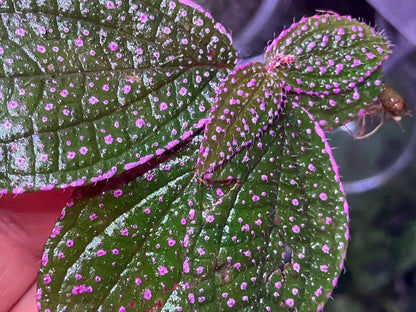 Sonerila sp. 'Pink Spots and Pink Edges' Vietnam, native to Vietnam, boasts vibrant green leaves covered with tiny pink spots and soft pink edges. The surface of the leaves is also slightly fuzzy, adding to its unique texture. Thriving in high-humidity environments, it is perfect for terrariums, where it flourishes under controlled conditions with consistent moisture and indirect light.