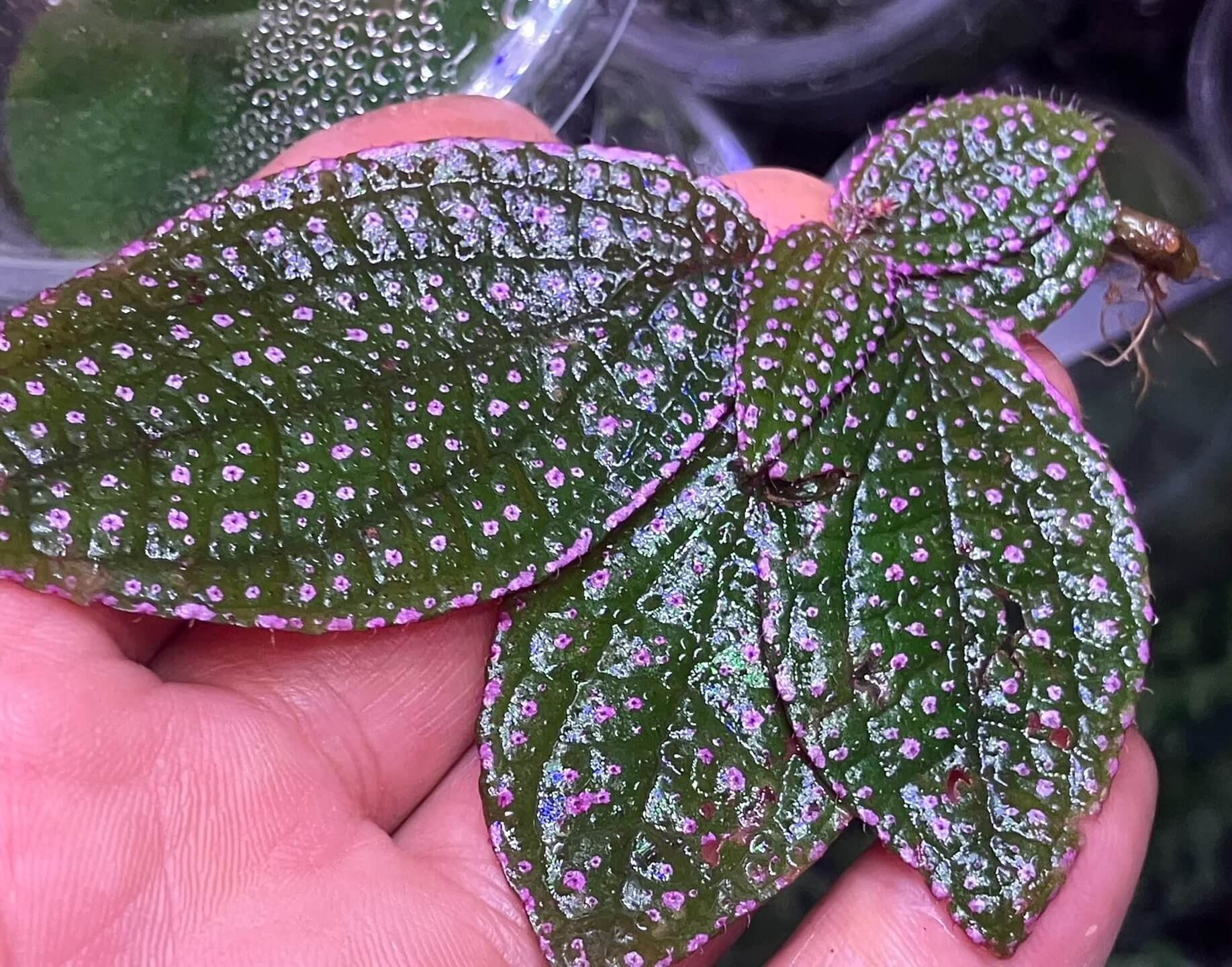 Sonerila sp. 'Pink Spots and Pink Edges' Vietnam, native to Vietnam, boasts vibrant green leaves covered with tiny pink spots and soft pink edges. The surface of the leaves is also slightly fuzzy, adding to its unique texture. Thriving in high-humidity environments, it is perfect for terrariums, where it flourishes under controlled conditions with consistent moisture and indirect light.