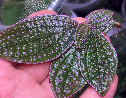 Sonerila sp. 'Pink Spots and Pink Edges' Vietnam, native to Vietnam, boasts vibrant green leaves covered with tiny pink spots and soft pink edges. The surface of the leaves is also slightly fuzzy, adding to its unique texture. Thriving in high-humidity environments, it is perfect for terrariums, where it flourishes under controlled conditions with consistent moisture and indirect light.
