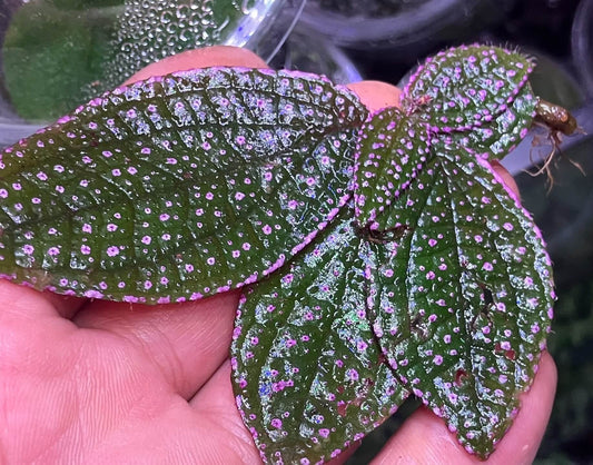 Sonerila sp. 'Pink Spots and Pink Edges' Vietnam, native to Vietnam, boasts vibrant green leaves covered with tiny pink spots and soft pink edges. The surface of the leaves is also slightly fuzzy, adding to its unique texture. Thriving in high-humidity environments, it is perfect for terrariums, where it flourishes under controlled conditions with consistent moisture and indirect light.