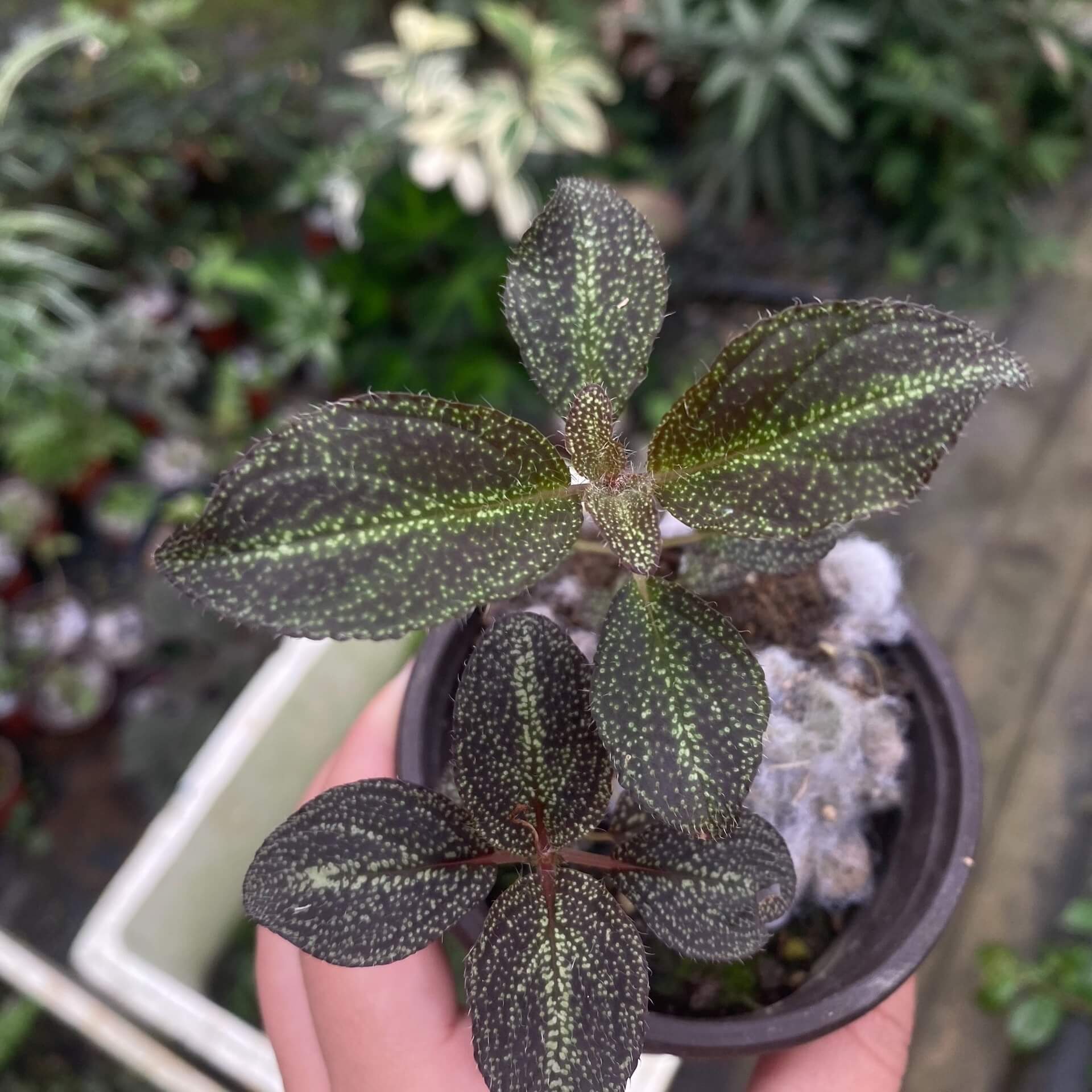 The leaves of Sonerila sp. starry sky are deep green, dotted with tiny green spots that resemble a starry sky. The central leaf veins are clearly defined, standing out against the surrounding foliage, making this plant an eye-catching addition to any collection.