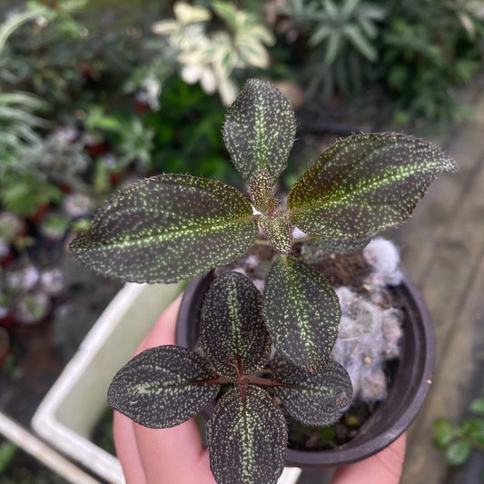 The leaves of Sonerila sp. starry sky are deep green, dotted with tiny green spots that resemble a starry sky. The central leaf veins are clearly defined, standing out against the surrounding foliage, making this plant an eye-catching addition to any collection.