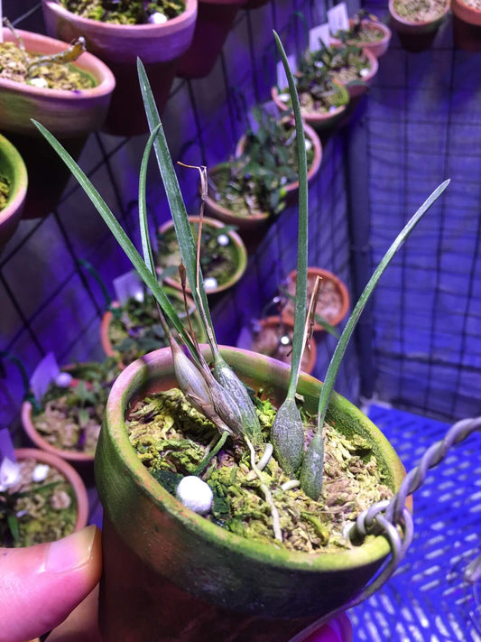 Sophronitella violacea is a captivating miniature orchid species native to the humid, shaded forests of eastern Brazil. Found at elevations between 800–1,100 meters, this epiphytic or lithophytic orchid thrives in the heavily shaded, mountainous regions, where it is admired for its vibrant violet flowers and delicate growth habit.