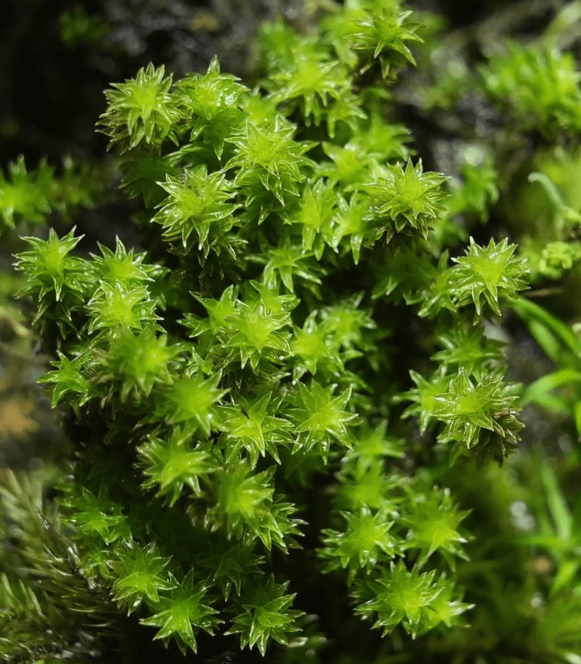 Racomitrium canescens, commonly known as "Star Moss," is a charming moss species with star-shaped leaves that are both unique and visually appealing. This moss is highly sensitive to moisture—when dry, it contracts into a stick-like form, and with a light mist of water, it quickly unfolds back to its original shape. It is a popular moss species for Micro Landscape Terrariums and pairs beautifully with succulents to create a natural, vibrant display.