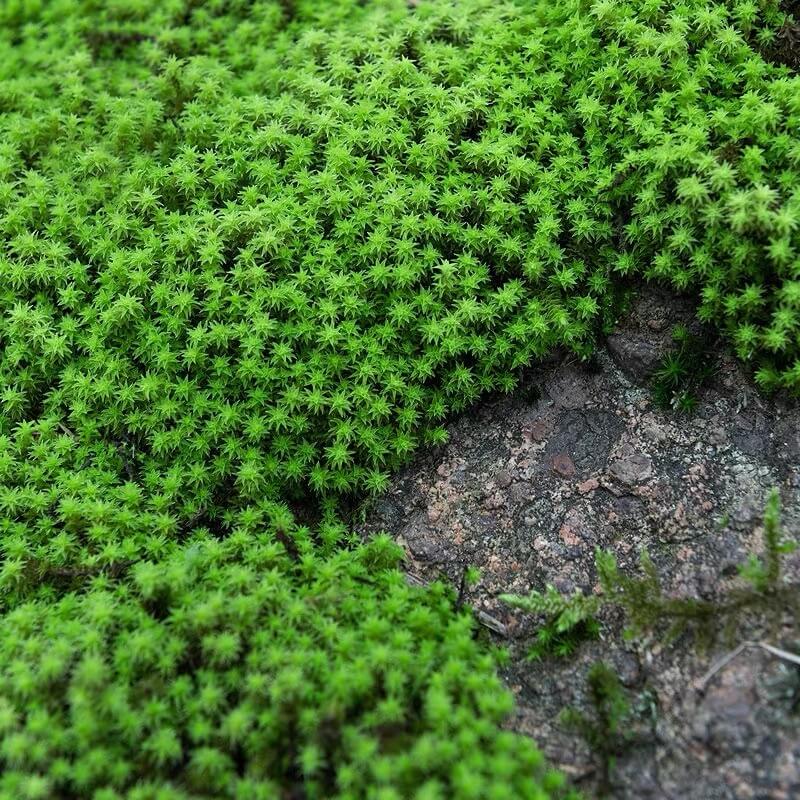 Racomitrium canescens, commonly known as "Star Moss," is a charming moss species with star-shaped leaves that are both unique and visually appealing. This moss is highly sensitive to moisture—when dry, it contracts into a stick-like form, and with a light mist of water, it quickly unfolds back to its original shape. It is a popular moss species for Micro Landscape Terrariums and pairs beautifully with succulents to create a natural, vibrant display.