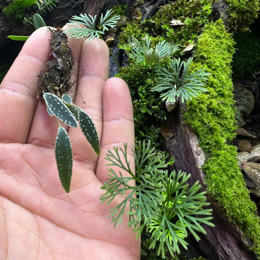 Selliguea albidosquamata, commonly known as the Silver‑Scaled Fern or Starry Night Fern, is an intriguing epiphytic species in the Polypodiaceae family.