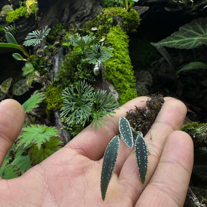 Selliguea albidosquamata, commonly known as the Silver‑Scaled Fern or Starry Night Fern, is an intriguing epiphytic species in the Polypodiaceae family.