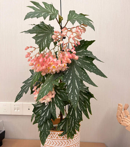 Begonia ‘Sophie Cecile’ (also known as ‘Sophia’ in some contexts) is a striking cane-stem or “angel wing” begonia cultivar first created by hybridizer Belva Nelson Kusler in 1961, via a cross between Begonia ‘Lenore Olivier’ and Begonia aconitifolia.