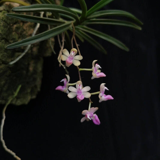 Stereochilus brevirachis is a miniature orchid species native to the subtropical montane forests of southern China (notably Yunnan province) and northern Vietnam. First described by orchidologist Eric Christenson in 1998, it belongs to the genus Stereochilus, which is part of the Vandeae tribe within the Orchidaceae family.